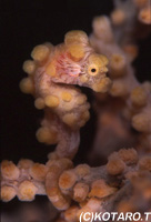 We can see pigmy sea horse.