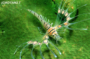 Many fishes can be seen in Hachijo island